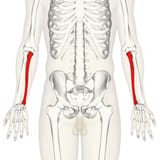 Ulna_-_anterior_view