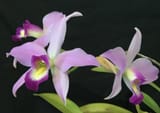 Laelia-anceps