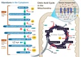CellRespiration