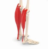 gastrocnemius