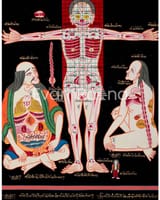 HumanAnatomy