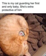 this-is-my-cat-guarding-her-first-and-only-baby-shes-extra-protective-him