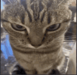 angry-cat-angry-wide-cat-meme
