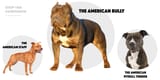 differences-between-pitbulls-amstaff-and-american-bully-1200x600