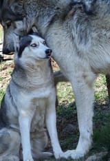 husky mogged