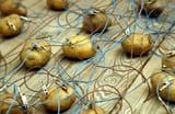 potatoes