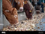 domestic-cattle-herd-of-cattle-feeding-on-potatoes-through-a-metal-feed-barrier-in-feed-yards-perth-perthshire-scotland-united-kingdom-2PKXMX7