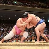 sumo