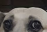 dog worried