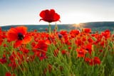 tall-poppy