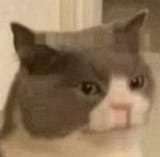 skeptical-kot