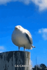 seagull-screaming