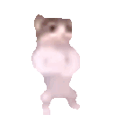 cat-meme-funny