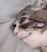 cat cry