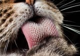 why-do-cats-tongues-feel-like-sandpaper