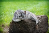 meow