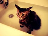 soaked cat