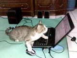 hacker-cat-300x225[1]