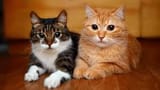 catcat