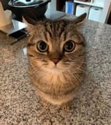 Cat stare