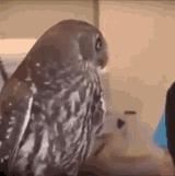 owl-surprised