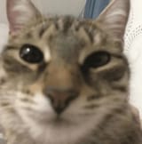 chad cat