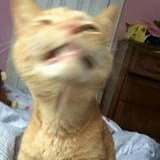cata