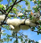 car in tree
