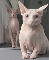 fat fucking alien things