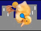 emoduck