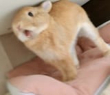 YAMEROOO