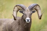 Bighorn+Ram