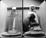 C0264304-Harlow_s_monkey_experiment