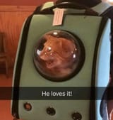 cat loves it
