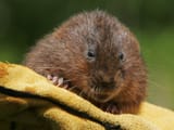 water-vole