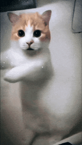 cat dancing 2