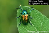 Dogbane Beetle 2017 3