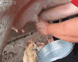 catto-milk
