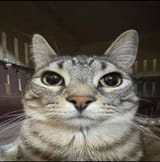 cat stare