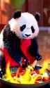 RED-Wan_00002_thumb.jpg