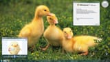 babyduck