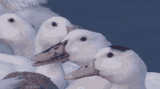 duck-hehehe