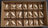 birds