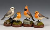 birds