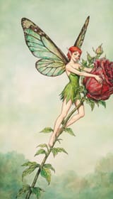 fairy-rose