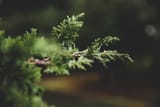 elementaryOS-wallpaper-pablo_garcia_saldana-2560x1707
