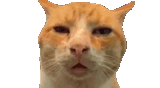 confused orange cat