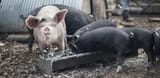 trough_pigs