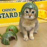 Thread 105997161 OP Image