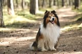 Sheltie 4712